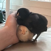 nyaung0_