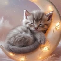 kitten__paradise