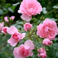 original sound - flowerflower3299