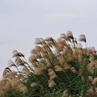 原聲 - 💞瀟灑的走🦊💕