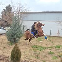 shahranghorse