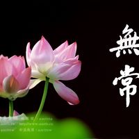 miaoyin48