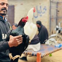 muragh.bazi.official