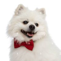 zeegyel4