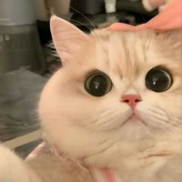 suara asli - naa