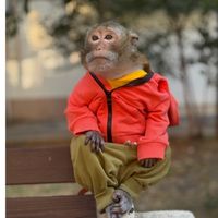 samara_monkey_t.me
