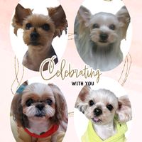 yorkshire.shihtzu