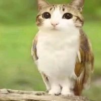 ilovechicken748