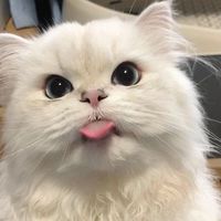 nhạc nền - Nhã Tuyền🦦