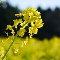 オリジナル楽曲 - rinan.。