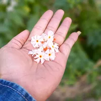 original sound - soemintun7472