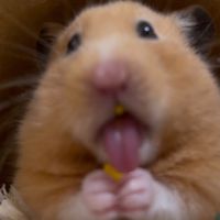 オリジナル楽曲 - 9lpz_4sb