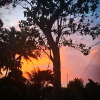 suara asli - Alinxe