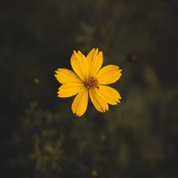 cappu_66