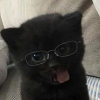 2neko30