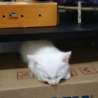 suara asli - cute76