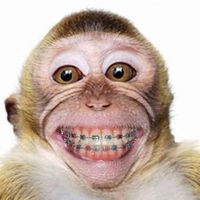 เสียงต้นฉบับ - monkey