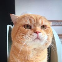 原聲 - @Pull Cat