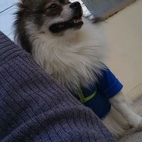 wwwelvi1