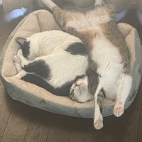 lucky.cats_an_shin_rey