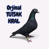 orijinal ses