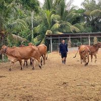 m_brahman_farm