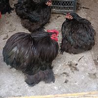 orijinal səs
