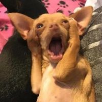 yunji_ik