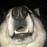 original sound - ihdraco