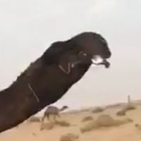 الصوت الأصلي