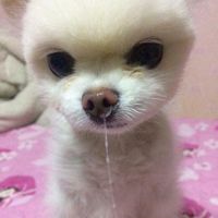 오리지널 사운드 - 서초구 카피바라