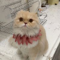 yara_xan_127