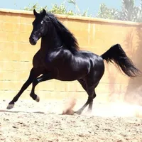 original sound - 11horserider