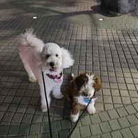 busan.stanpoo
