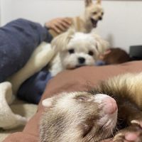 sanchome_family
