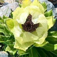 original sound - JET118