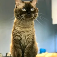 original sound - .ltsmelynard