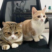 suara asli - Coky Cuklat Family