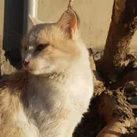 original sound - cats_765