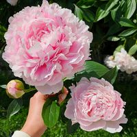 shamima2235