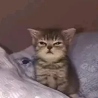 original sound - brokh37519