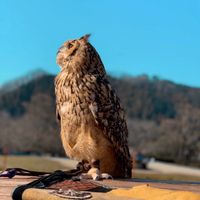 apple_owls
