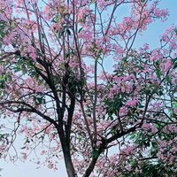 suara asli - S3F1A_imuet