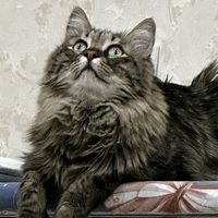 charyyevnaa
