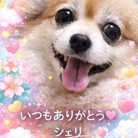 オリジナル楽曲 - シェリ