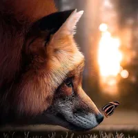 original sound - littlefox8080