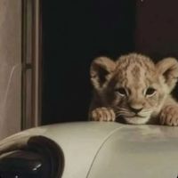 الصوت الأصلي