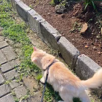 original sound - astromaduuu