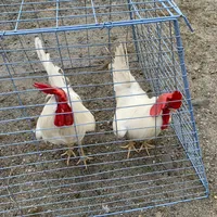 original sound - earlalq