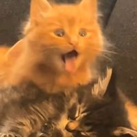 yoyoeieiei